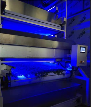 全自動紅茶生產(chǎn)線